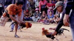 Lokasi Judi Sabung Ayam Hari Ini Berpindah dari Kampung Bamba ke Mangli’, Berlangsung Ramai