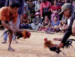 Lokasi Judi Sabung Ayam Hari Ini Berpindah dari Kampung Bamba ke Mangli’, Berlangsung Ramai