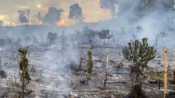 Bara Savana Telan 2.200 Pohon Coklat di Seko, Warga Rugi Ratusan Juta
