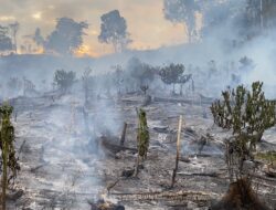 Bara Savana Telan 2.200 Pohon Coklat di Seko, Warga Rugi Ratusan Juta