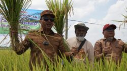 Bupati Luwu Utara: Pertanian Adalah Identitas Luwu Utara, Pemda Siap Support Penuh Petani