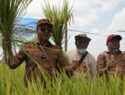 Bupati Luwu Utara: Pertanian Adalah Identitas Luwu Utara, Pemda Siap Support Penuh Petani