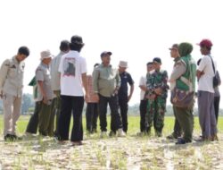 Bupati Luwu Turun Langsung Tinjau Sawah Terdampak Kekeringan, Serahkan Bantuan Pompa Air