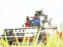 Panen Perdana Oplah di Rante Damai, Produktivitas Padi Capai 8,9 Ton per Hektare