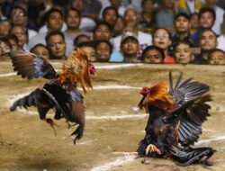 Judi Sabung Ayam ‘Pa’makaren’ Tiap Hari Digelar di La’bo dan Randan Batu