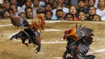 Judi Sabung Ayam ‘Pa’makaren’ Tiap Hari Digelar di La’bo dan Randan Batu